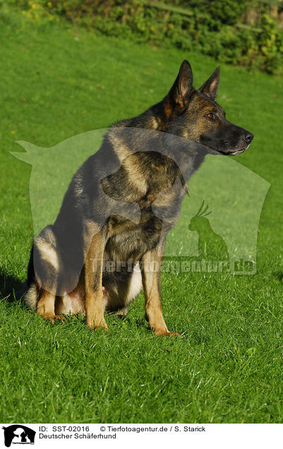 Deutscher Sch�ferhund / German Shepherd / SST-02016