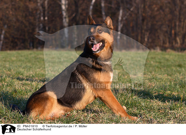 Deutscher Schferhund / German Shepherd / PM-01810