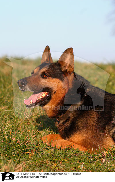 Deutscher Sch�ferhund / German Shepherd / PM-01815