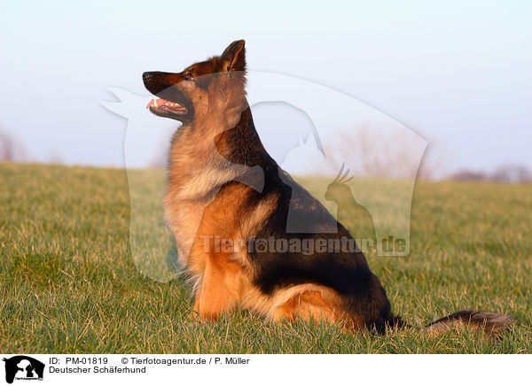 Deutscher Schferhund / German Shepherd / PM-01819