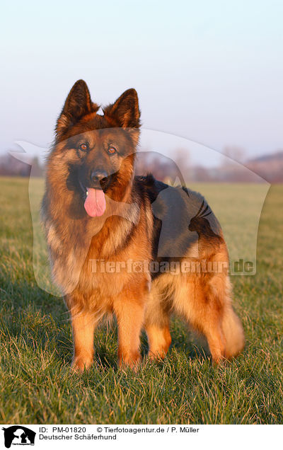 Deutscher Schferhund / German Shepherd / PM-01820