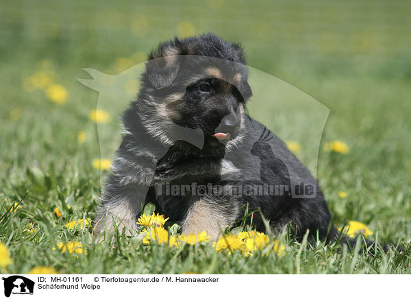 Schferhund Welpe / Shepherd Puppy / MH-01161