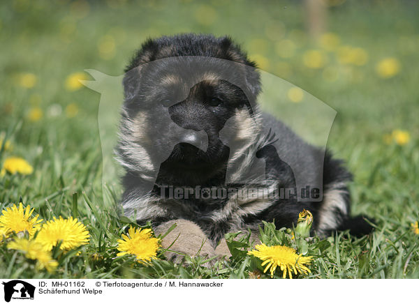 Schferhund Welpe / MH-01162