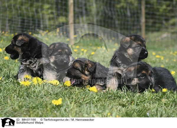 Schferhund Welpe / Shepherd Puppy / MH-01166
