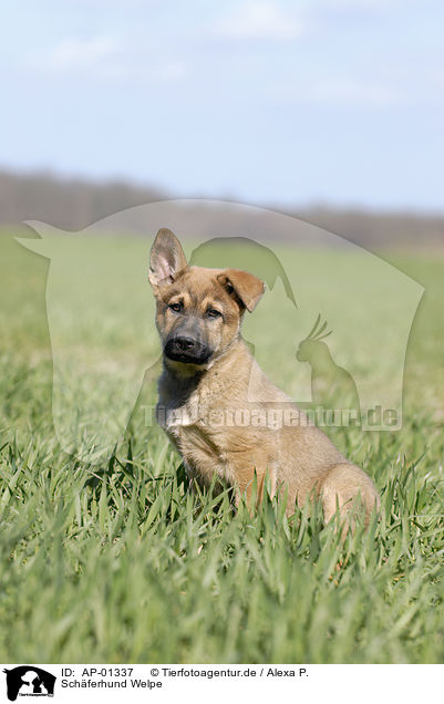 Schferhund Welpe / German Shepherd Puppy / AP-01337