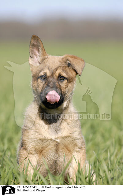 Schferhund Welpe / German Shepherd Puppy / AP-01341