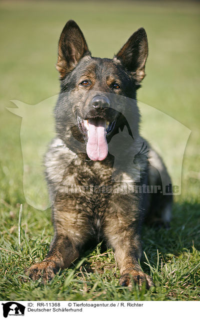 Deutscher Schferhund / RR-11368