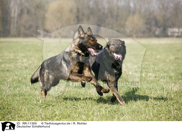 Deutscher Schferhund / RR-11369