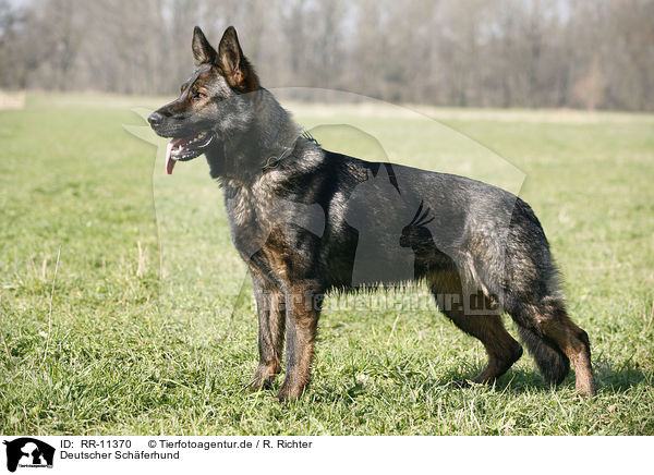 Deutscher Schferhund / RR-11370