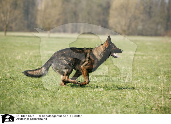 Deutscher Schferhund / German Shepherd / RR-11375