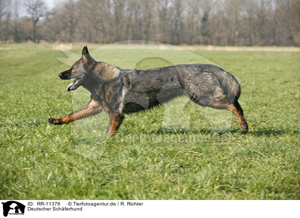 Deutscher Schferhund / RR-11376
