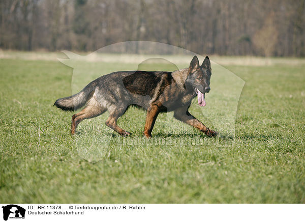 Deutscher Schferhund / RR-11378