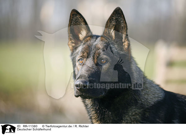 Deutscher Schferhund / German Shepherd / RR-11380