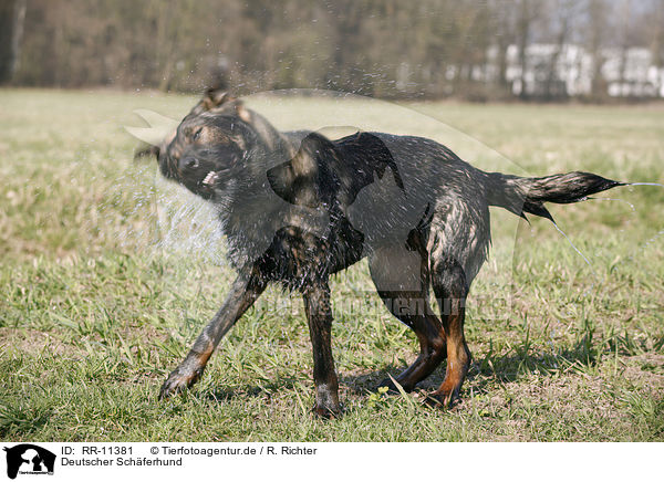 Deutscher Schferhund / German Shepherd / RR-11381