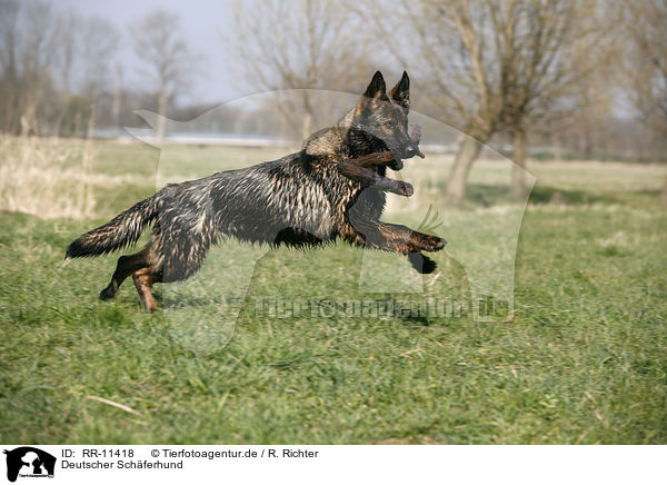 Deutscher Schferhund / RR-11418