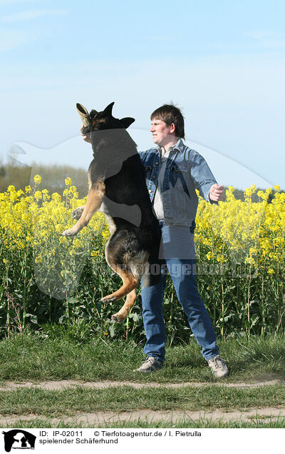 spielender Schferhund / playing German Shepherd / IP-02011