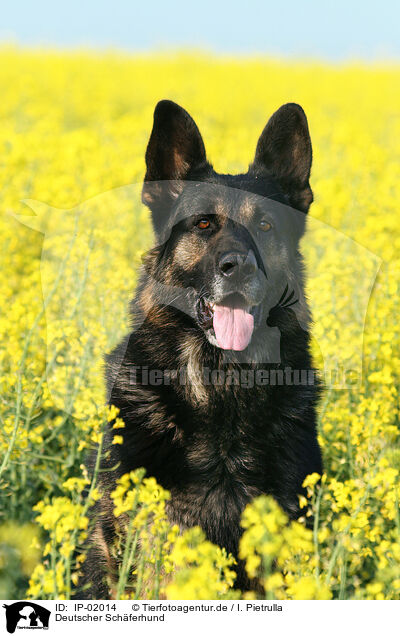 Deutscher Sch�ferhund / german Shepherd / IP-02014