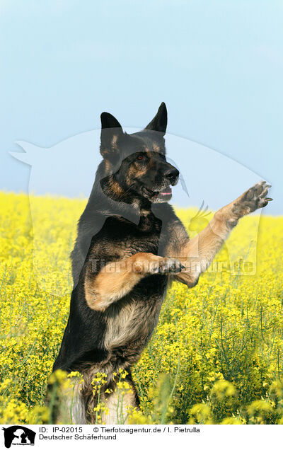 Deutscher Sch�ferhund / german Shepherd / IP-02015