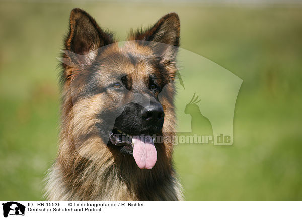 Deutscher Schferhund Portrait / RR-15536