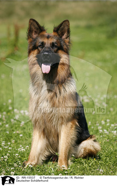 Deutscher Schferhund / German Shepherd / RR-15537