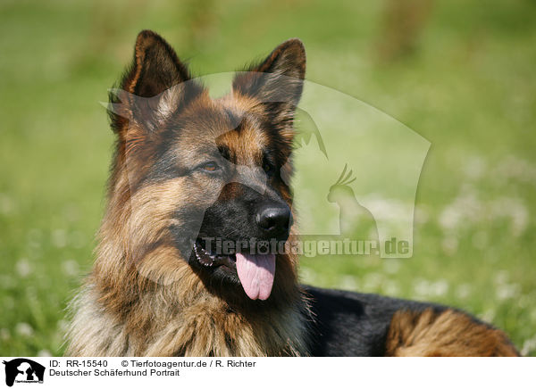 Deutscher Schferhund Portrait / German Shepherd / RR-15540