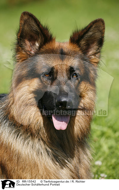 Deutscher Schferhund Portrait / RR-15542