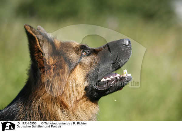Deutscher Schferhund Portrait / RR-15550