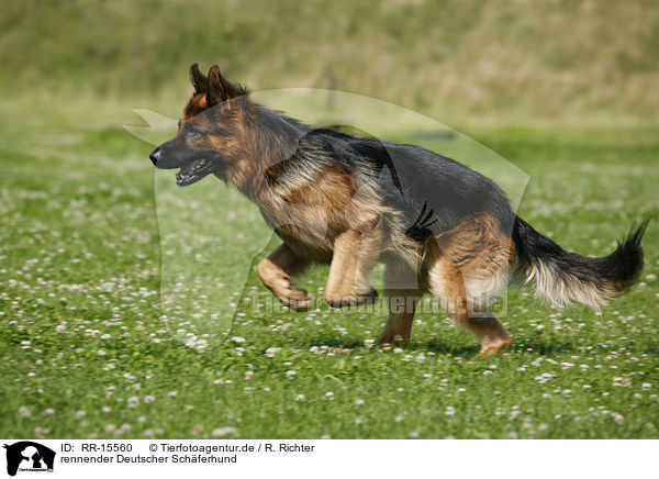 rennender Deutscher Schferhund / running German Shepherd / RR-15560