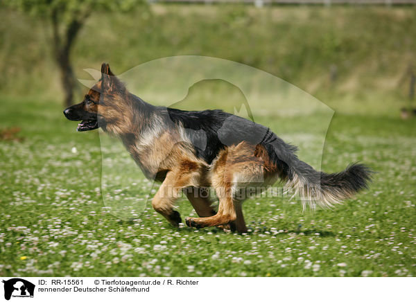 rennender Deutscher Schferhund / running German Shepherd / RR-15561