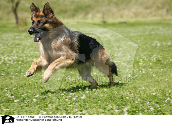 rennender Deutscher Schferhund / running German Shepherd / RR-15566
