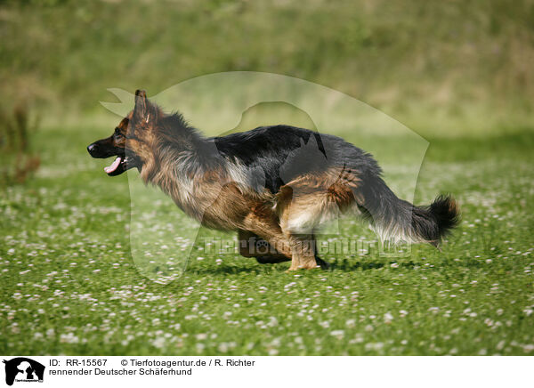 rennender Deutscher Schferhund / running German Shepherd / RR-15567