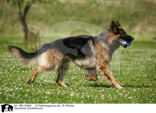 Deutscher Schferhund / German Shepherd / RR-15568