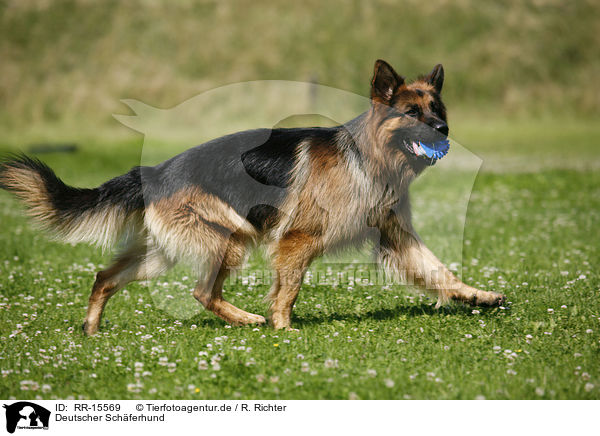 Deutscher Schferhund / German Shepherd / RR-15569