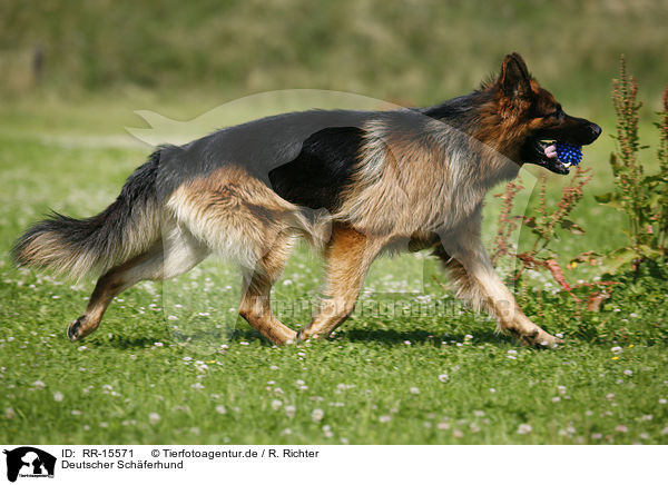 Deutscher Schferhund / RR-15571