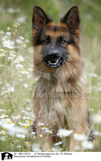 Deutscher Schferhund Portrait / German Shepherd / RR-15574
