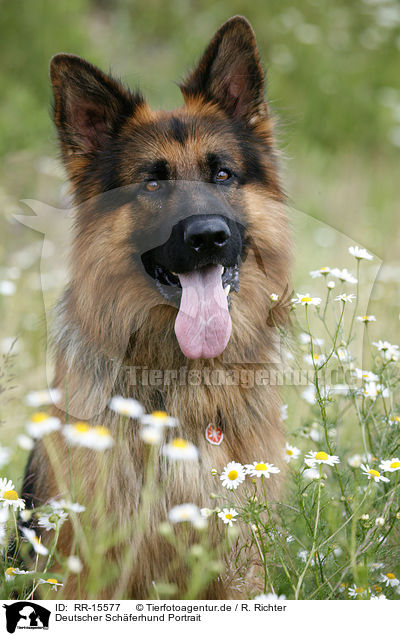 Deutscher Schferhund Portrait / German Shepherd / RR-15577