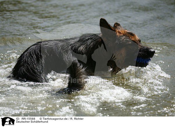 Deutscher Schferhund / RR-15588