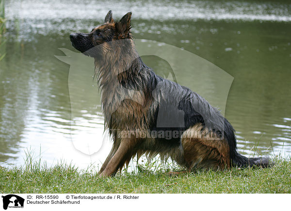 Deutscher Schferhund / RR-15590