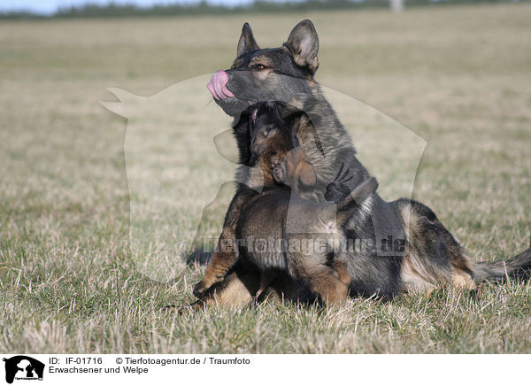 Erwachsener und Welpe / IF-01716
