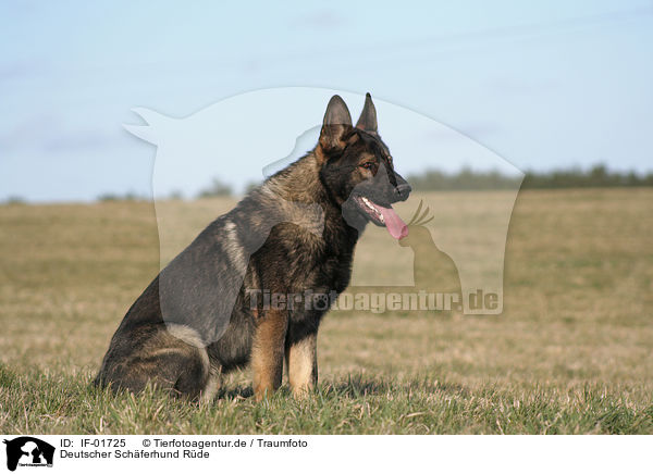 Deutscher Schferhund Rde / male German Shepherd / IF-01725
