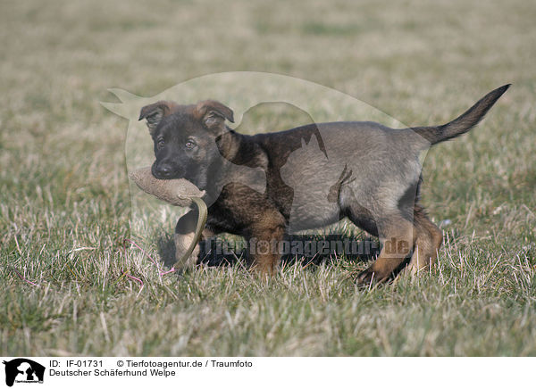 Deutscher Schferhund Welpe / IF-01731