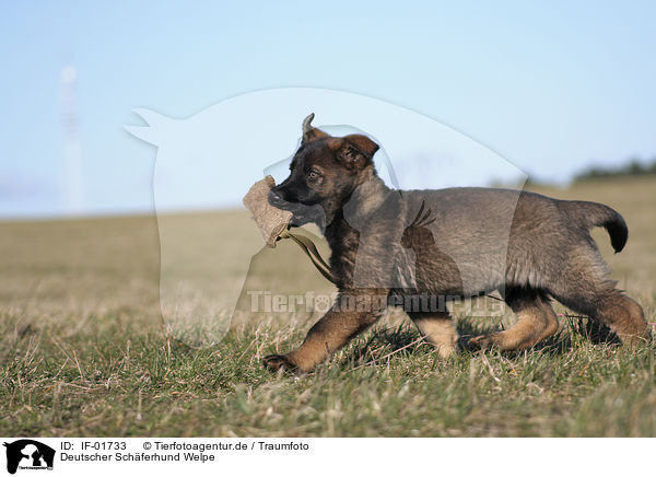 Deutscher Schferhund Welpe / German Shepherd Puppy / IF-01733