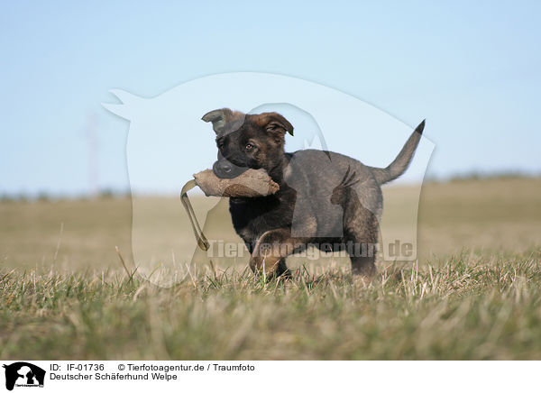 Deutscher Schferhund Welpe / IF-01736