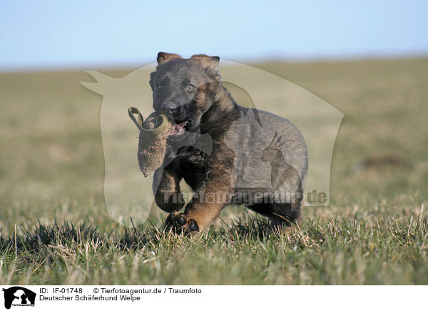 Deutscher Schferhund Welpe / German Shepherd Puppy / IF-01748