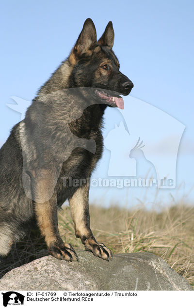 Deutscher Schferhund Rde / IF-01769
