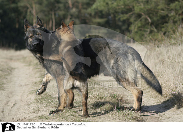 Deutscher Schferhund Rde / IF-01780