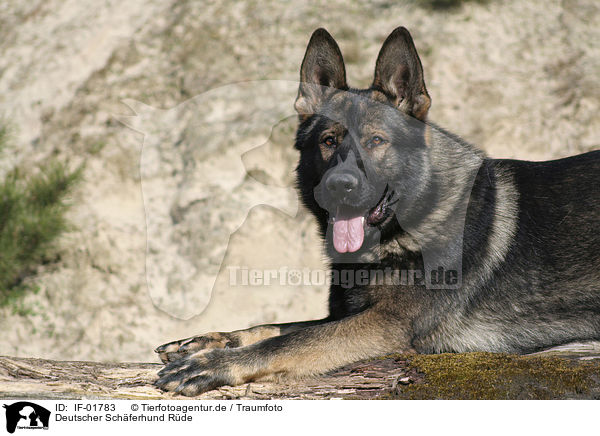 Deutscher Schferhund Rde / IF-01783