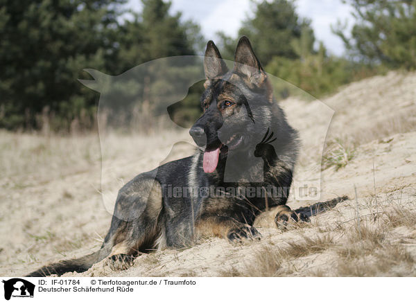Deutscher Schferhund Rde / IF-01784