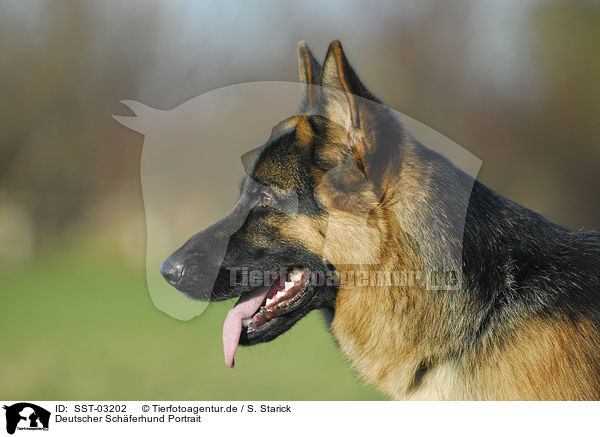 Deutscher Schferhund Portrait / German Shepherd Portrait / SST-03202