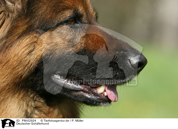 Deutscher Schferhund / German Shepherd / PM-02924